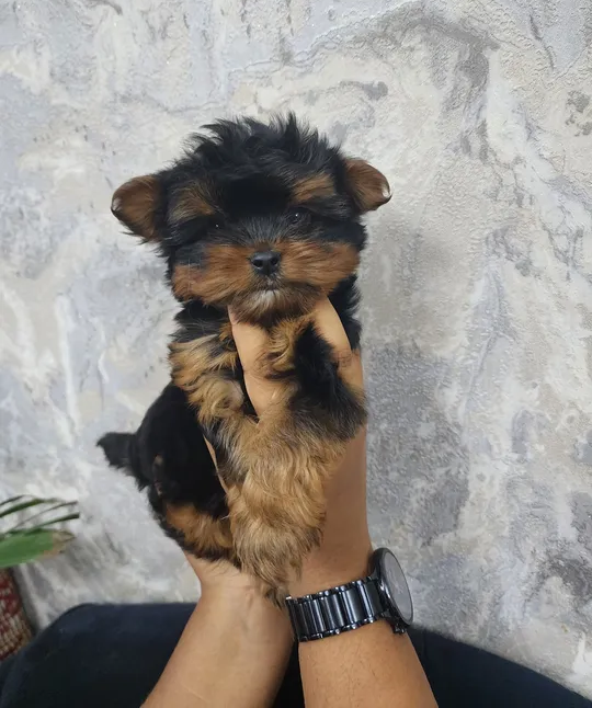 64 days,Teacup Yorkie Male puppy-pic_2