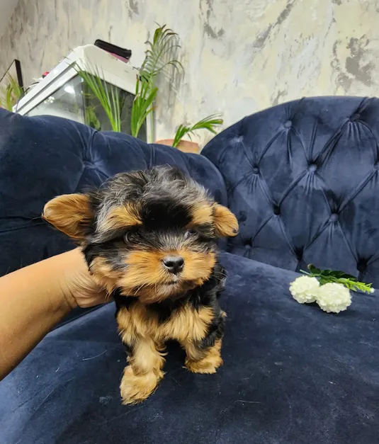 64 days,Teacup Yorkie Male puppy-pic_3