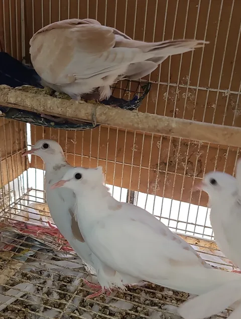 Lovely Yakarim Birds White and Brown for Sale-pic_2