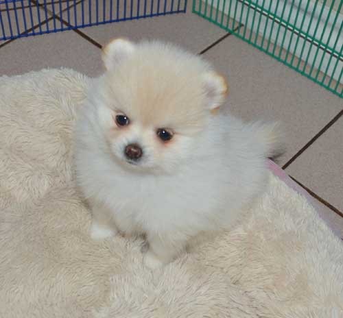 Cute Pomeranian puppies available