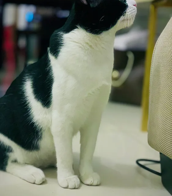 home pet cat for adoption