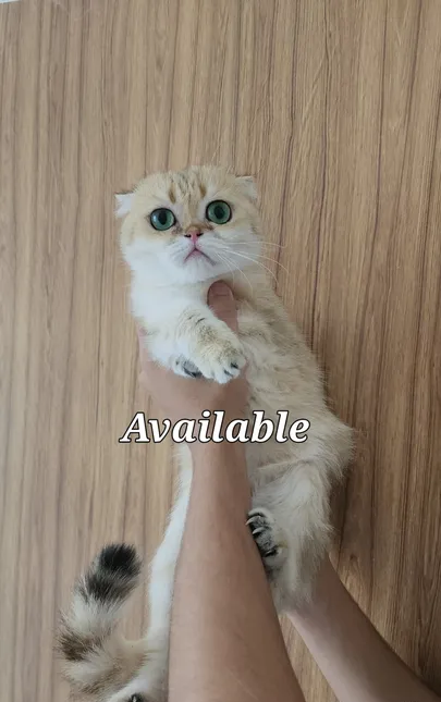 6000dhs toy size adult golden chinchilla Scottish fold will remain kitten size