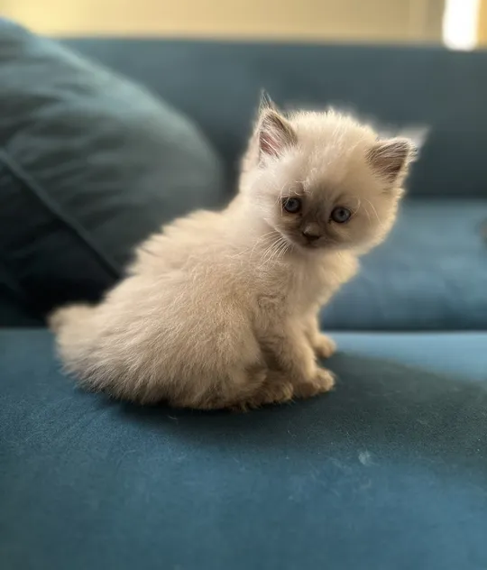 kittens for adoption