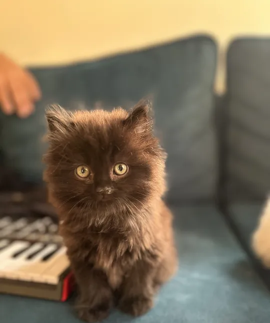 kittens for adoption-pic_1