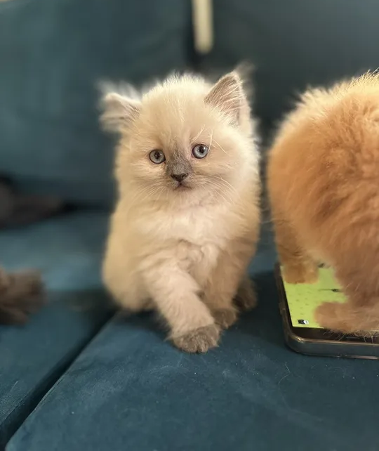 kittens for adoption-pic_3