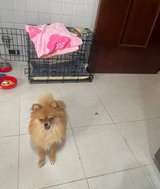 Pomernian dog Lina 9 months age Brown documents and vaccinated Friendly Trained-pic_3