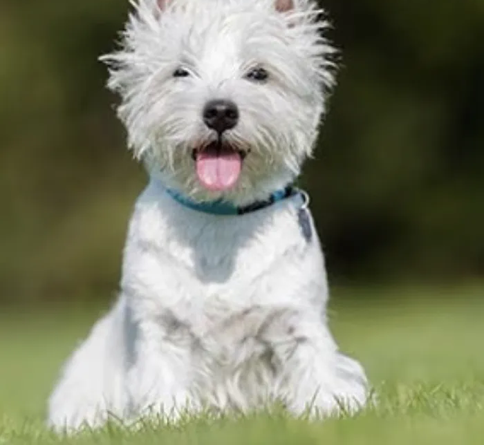 Australian terrier for sale-pic_2