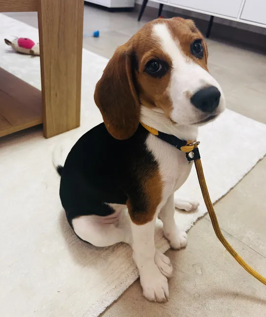 Beagle 3 month old Female