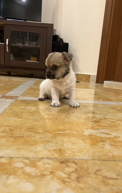 Chihuahua puppy male