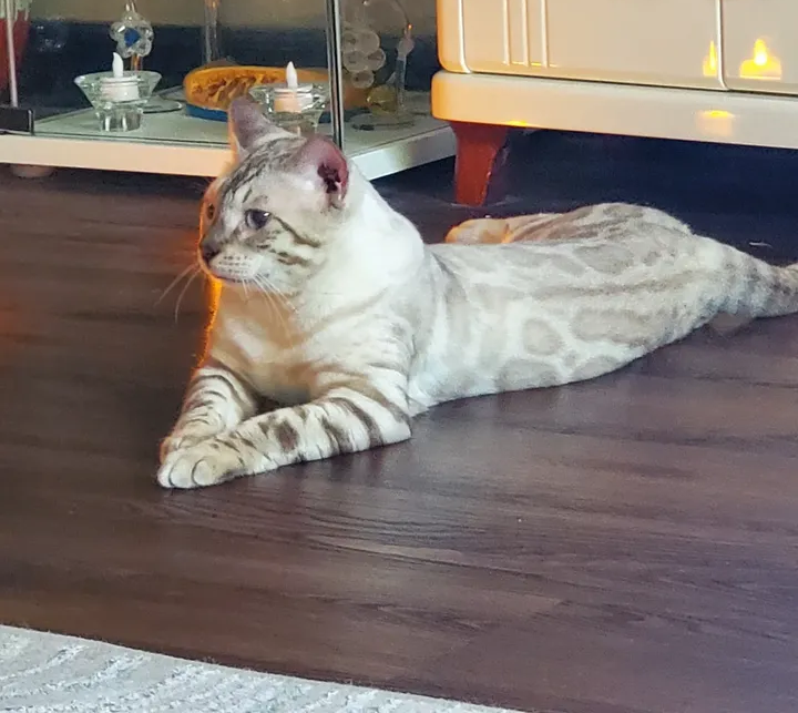 Pure Bengal Kittens