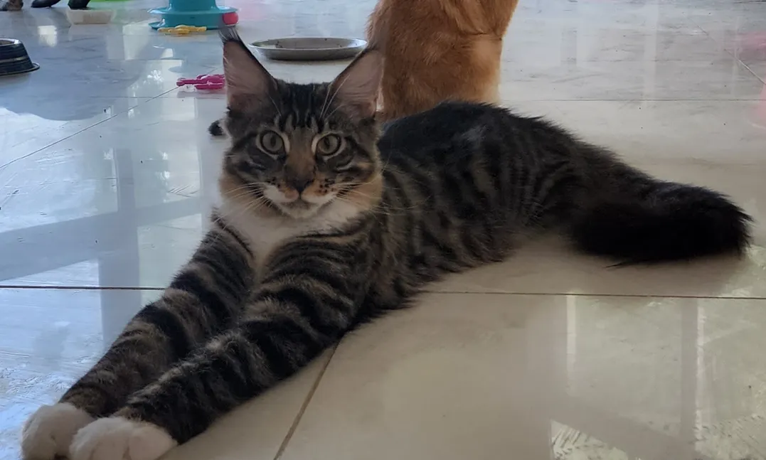 10000dhs pure Maine coon with pedigree