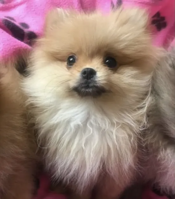 Pomeranian Puppy-image