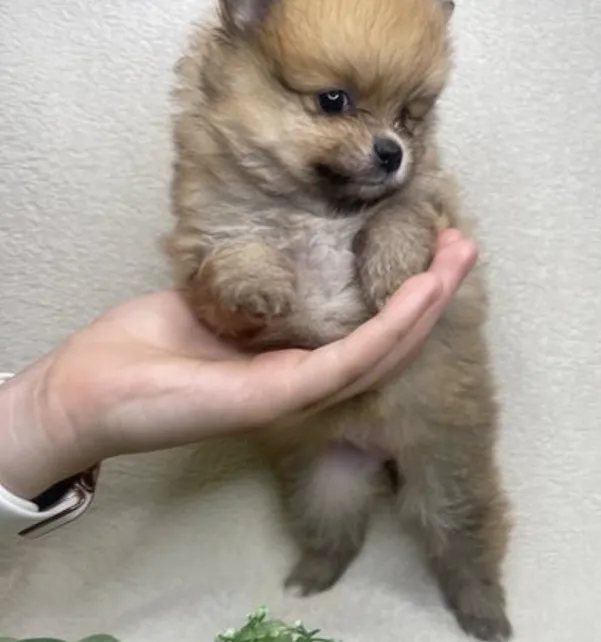 Pomeranian Puppy-pic_2