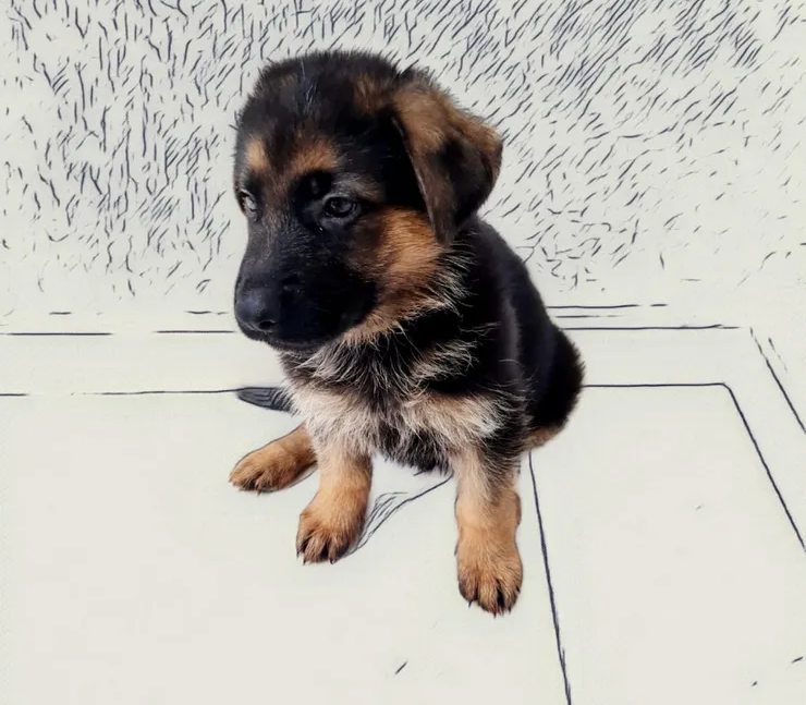 German shepherd dog 2 months male and female available