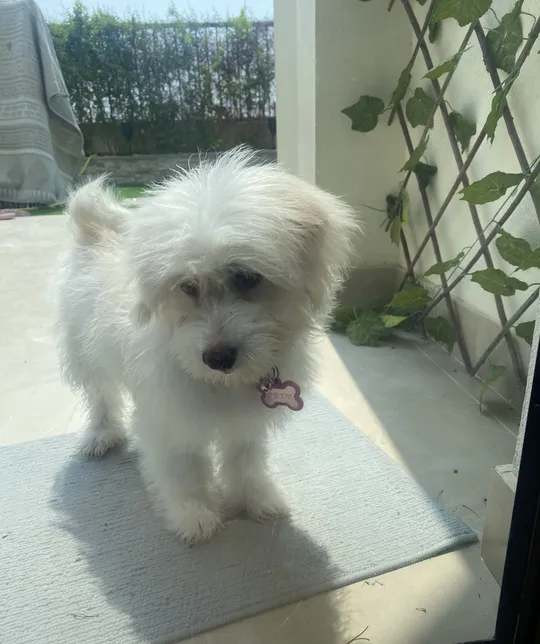 Maltese dog for adoption