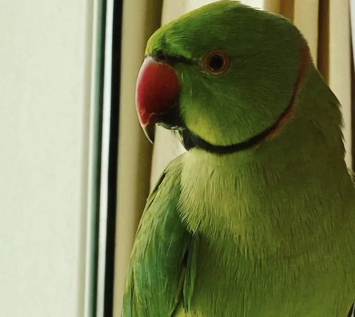 professional parrot
