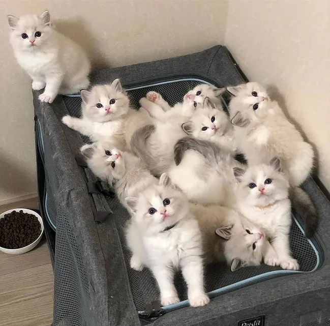 Kittens Available for Adoption