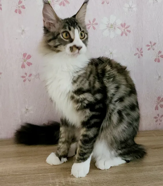 10000dhs pure breed Maine coon with pedigree