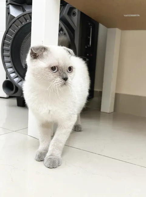 amazing Scottish fold bluepoint , vaccinated with passport , delivery available