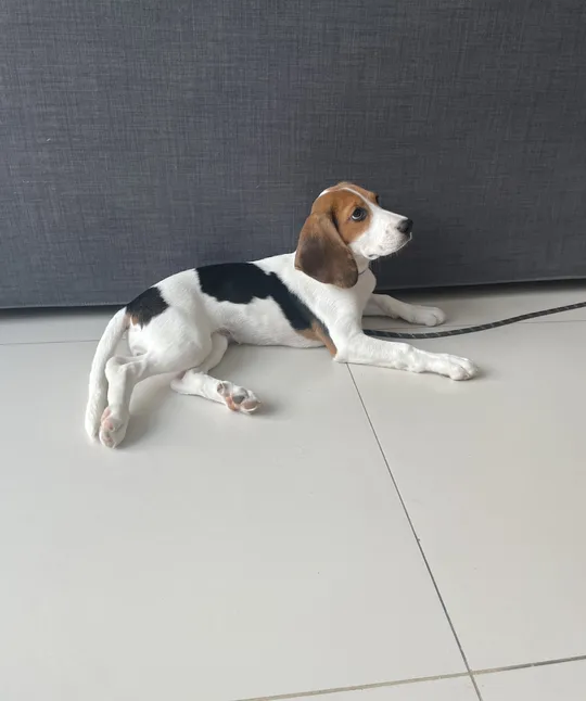3 month beagle. Very friendly.-pic_1
