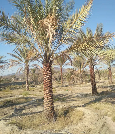 All types of palm trees available for sale.-pic_3