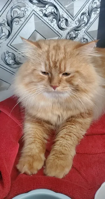 maine coon and parsian mix big size 50inch cat 1year 6 mounth old gold colour golden eyes-image