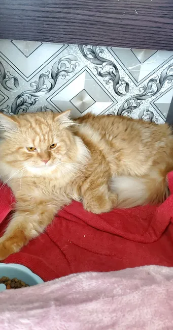 maine coon and parsian mix big size 50inch cat 1year 6 mounth old gold colour golden eyes-pic_1