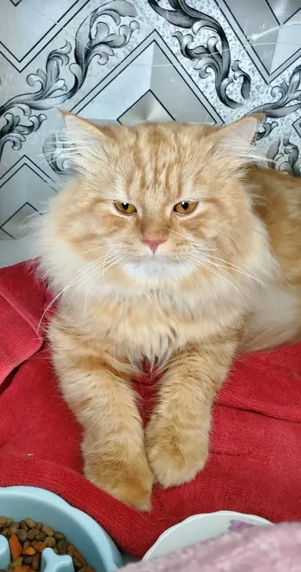 maine coon and parsian mix big size 50inch cat 1year 6 mounth old gold colour golden eyes-pic_3