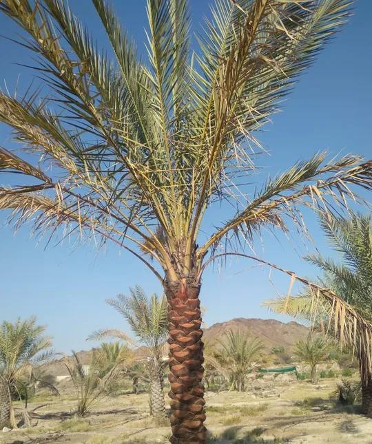 All types of palm trees available for sale.-pic_1