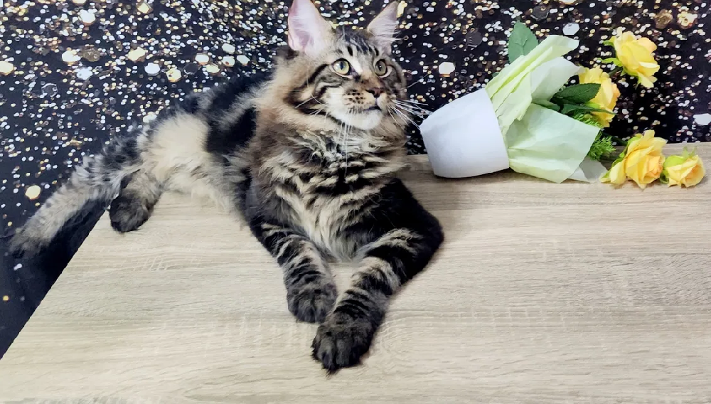 Stunning pure Maine coon male with pedigree
