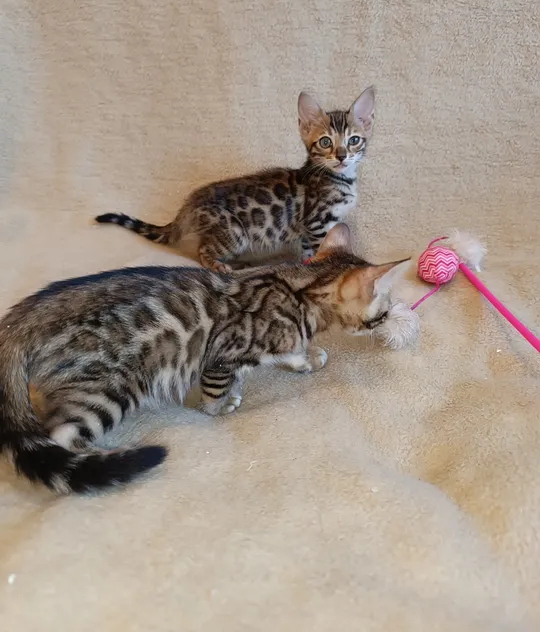 Bengal kittens 2 month old
