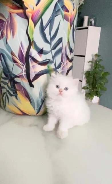 Persian kitten-pic_1