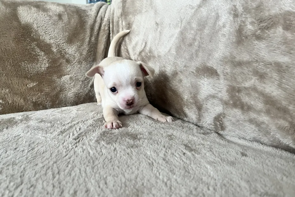 Chihuahua puppy pure breed