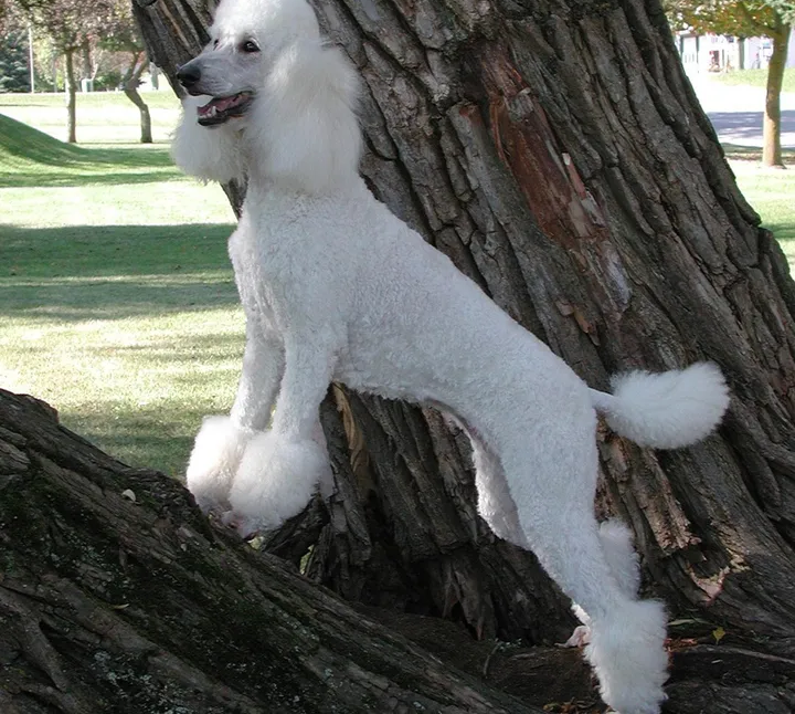 Royal standard poodles-image
