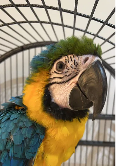 Blue and gold macaw-image