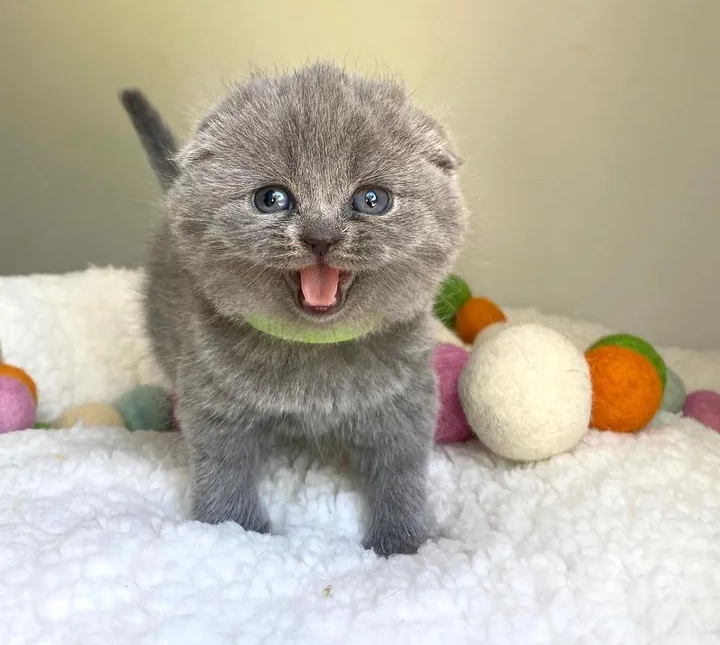 Stunning Scottish Fold Kittens For Sale