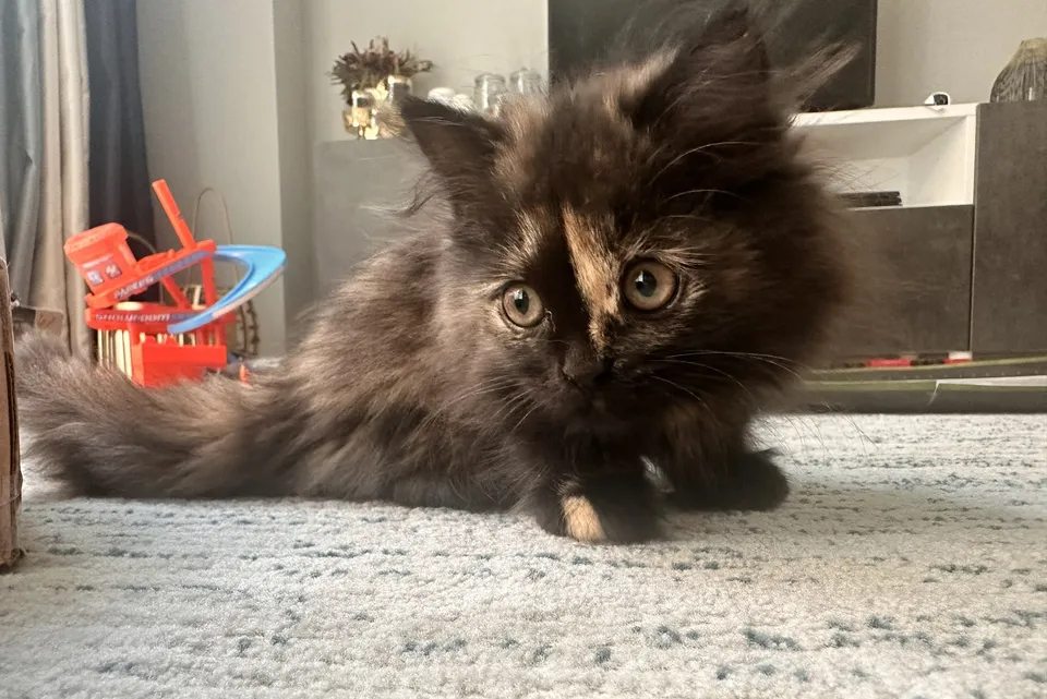 Pure beautiful Persian kitten
