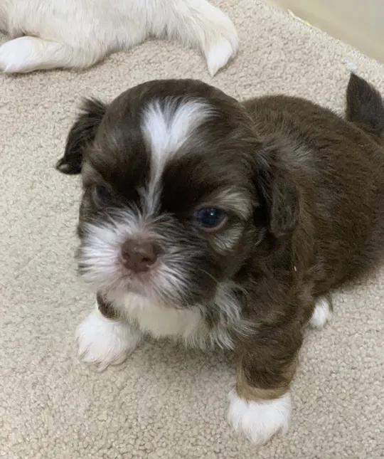 Shihtzu pure top quality and one of them has deferent eye color