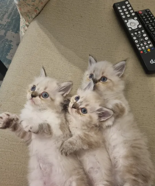 pure Ragdoll kittens-image