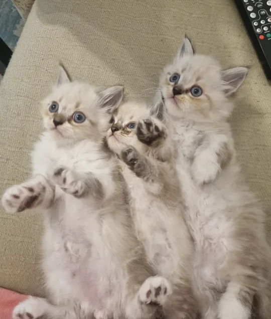 pure Ragdoll kittens-pic_1