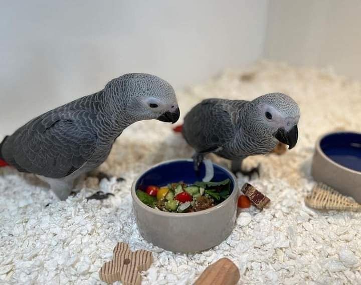 Buy Parrots online in Dubai