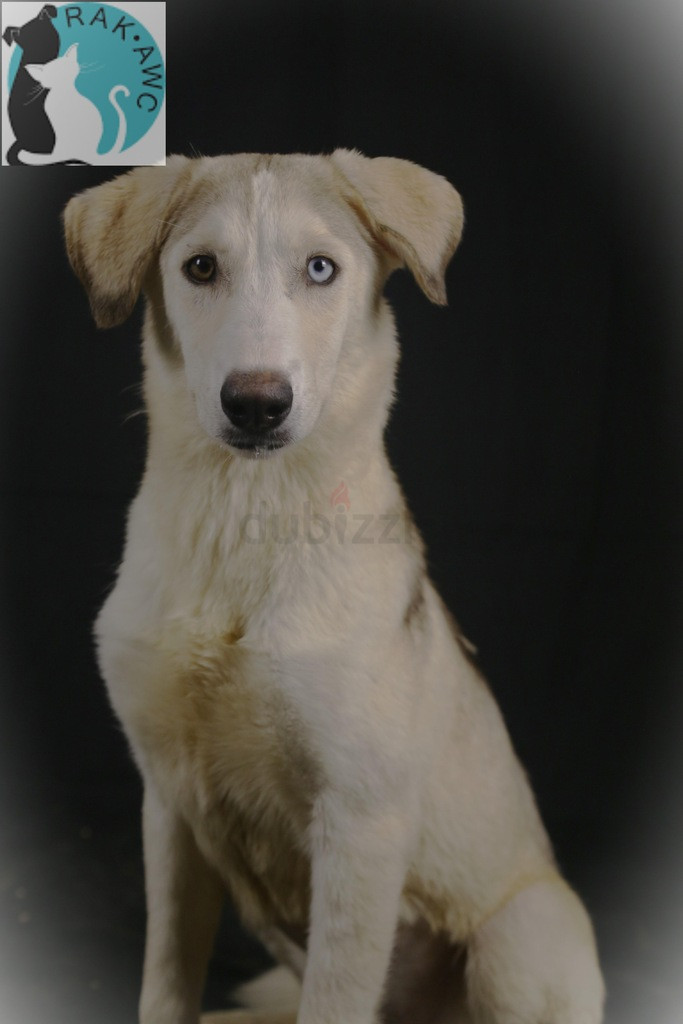 Playful Elara for Sale – Adorable & Full of Energy