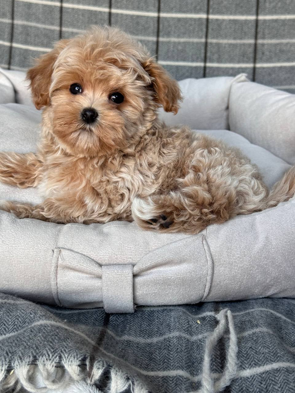 Maltipoo Puppy for Sale – Adorable, Smart & Hypoallergenic