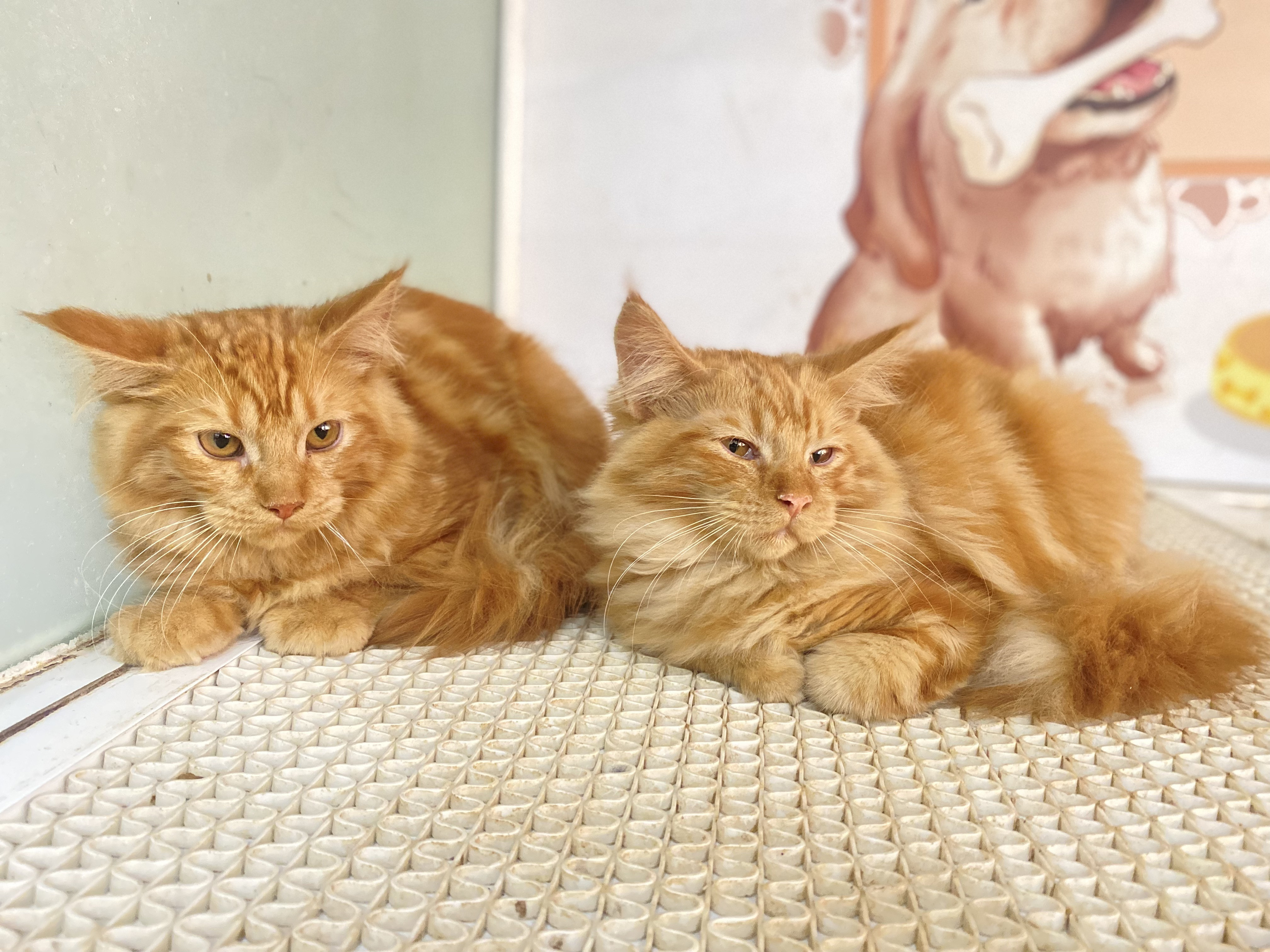 Purebred Maine Coon Kittens – Big, Fluffy & Friendly-image