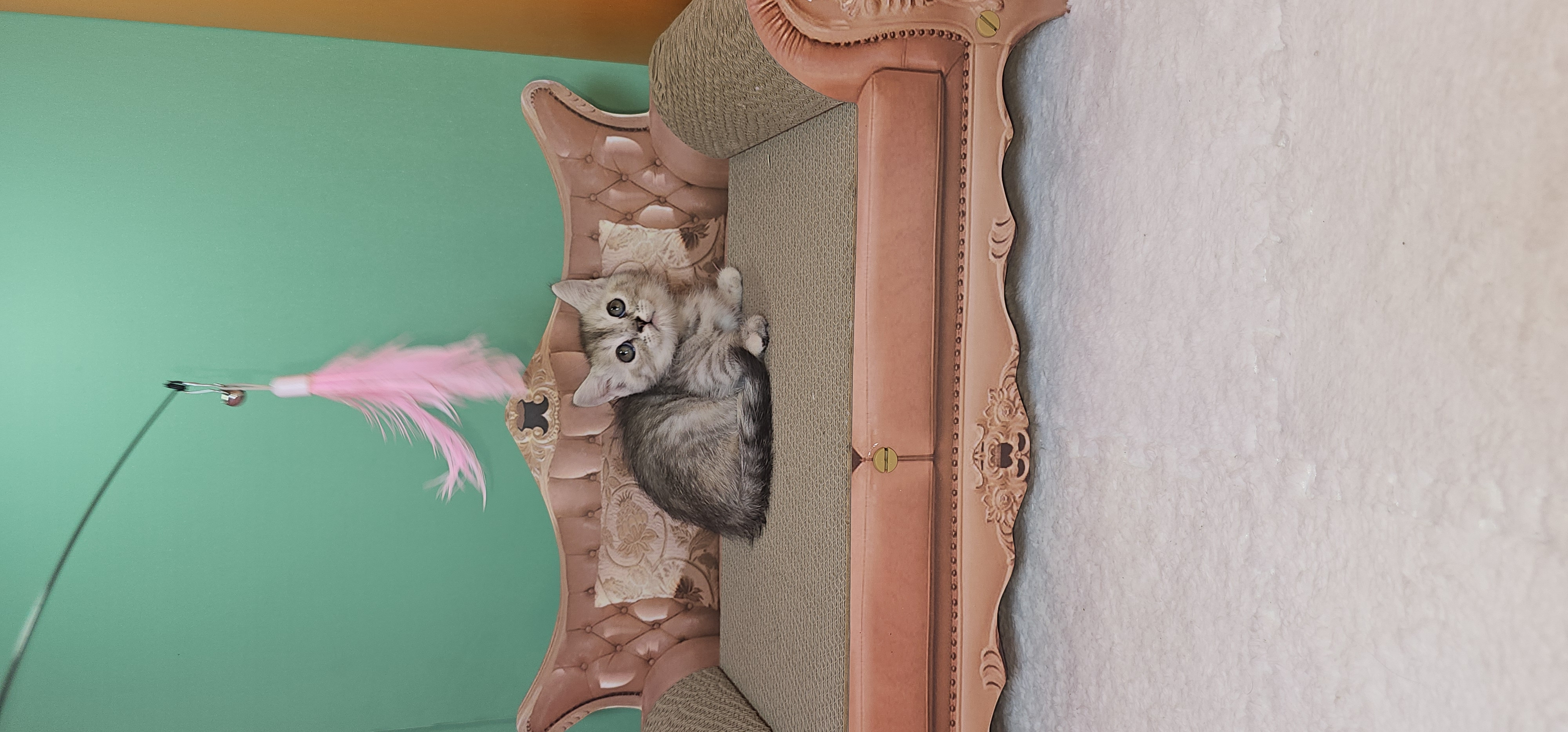 MUNCHKIN FOLD NS-11 SILVER CHINCHILA ,SUPER SHORT LEGS,MALE KITTEN-pic_1