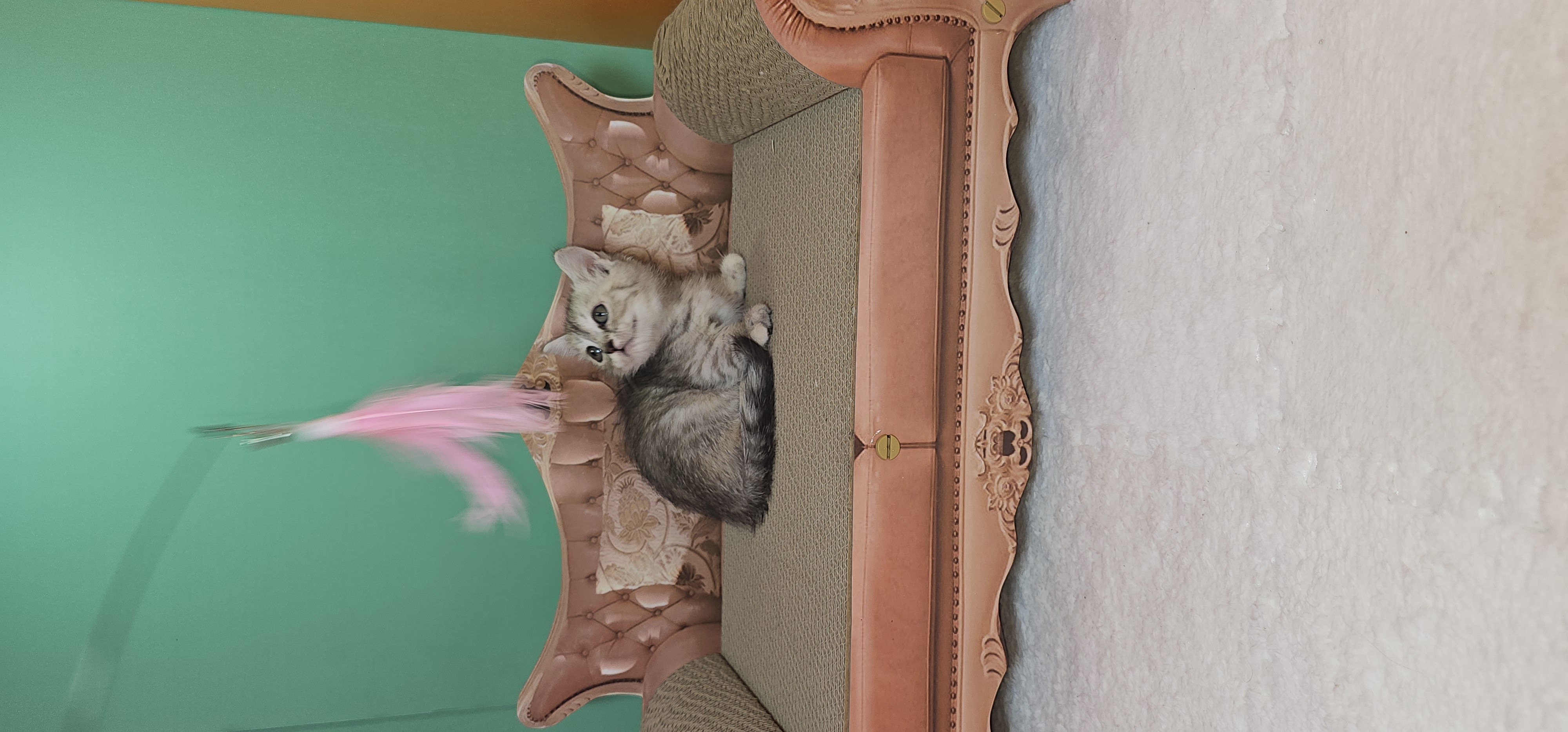 MUNCHKIN FOLD NS-11 SILVER CHINCHILA ,SUPER SHORT LEGS,MALE KITTEN-pic_2