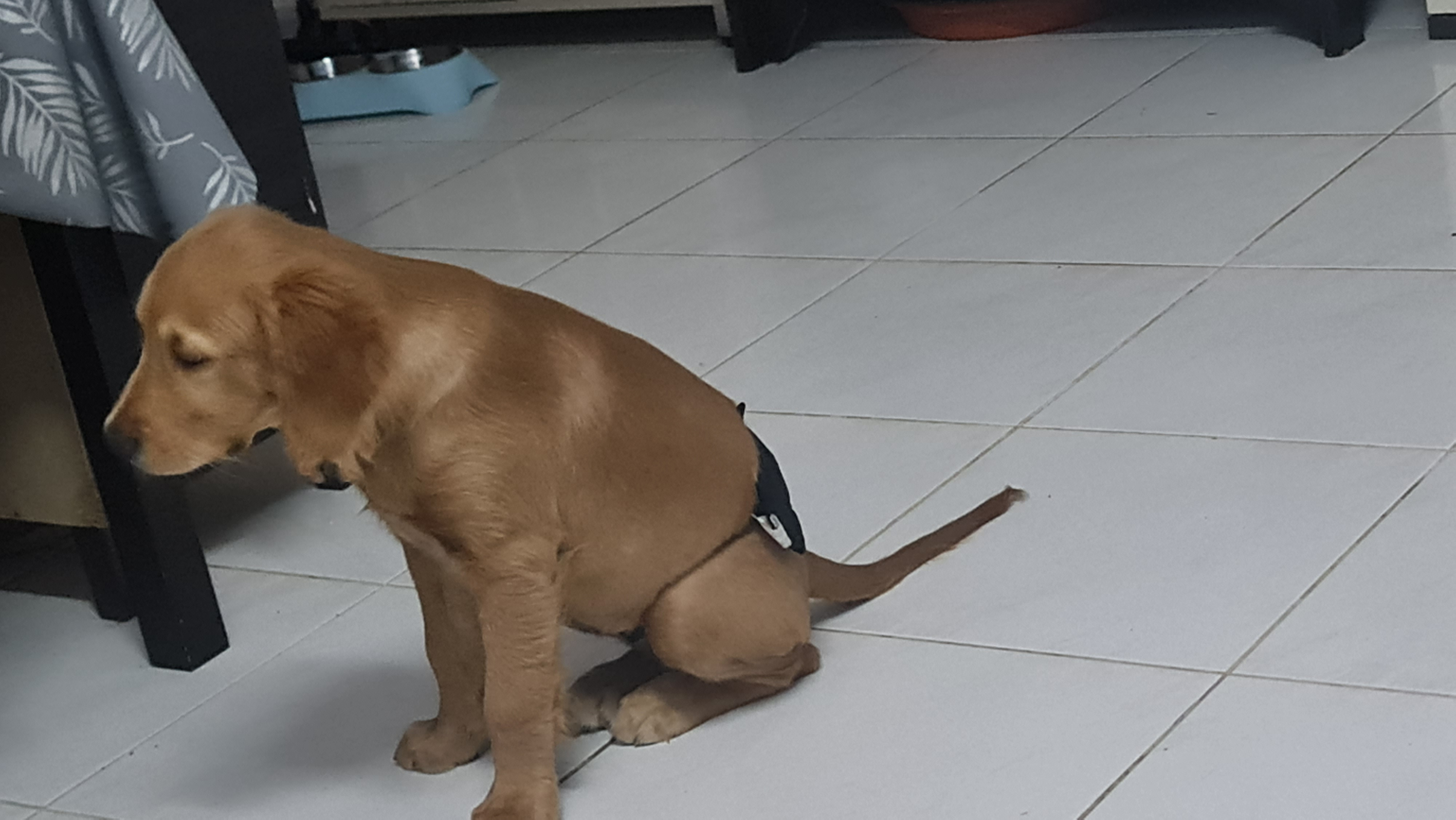 Male Golden retriever 4 months-pic_3