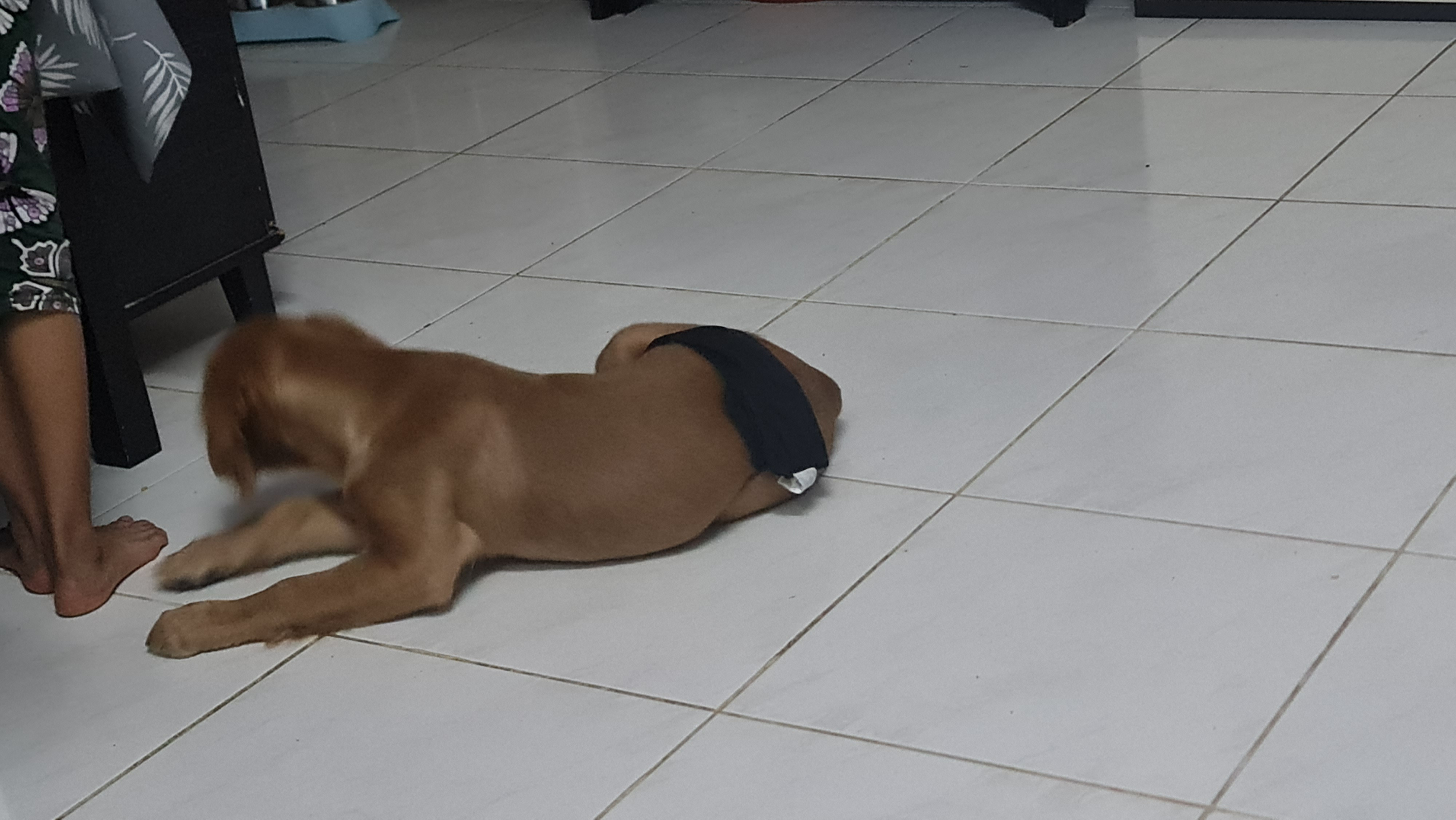 Male Golden retriever 4 months-pic_2