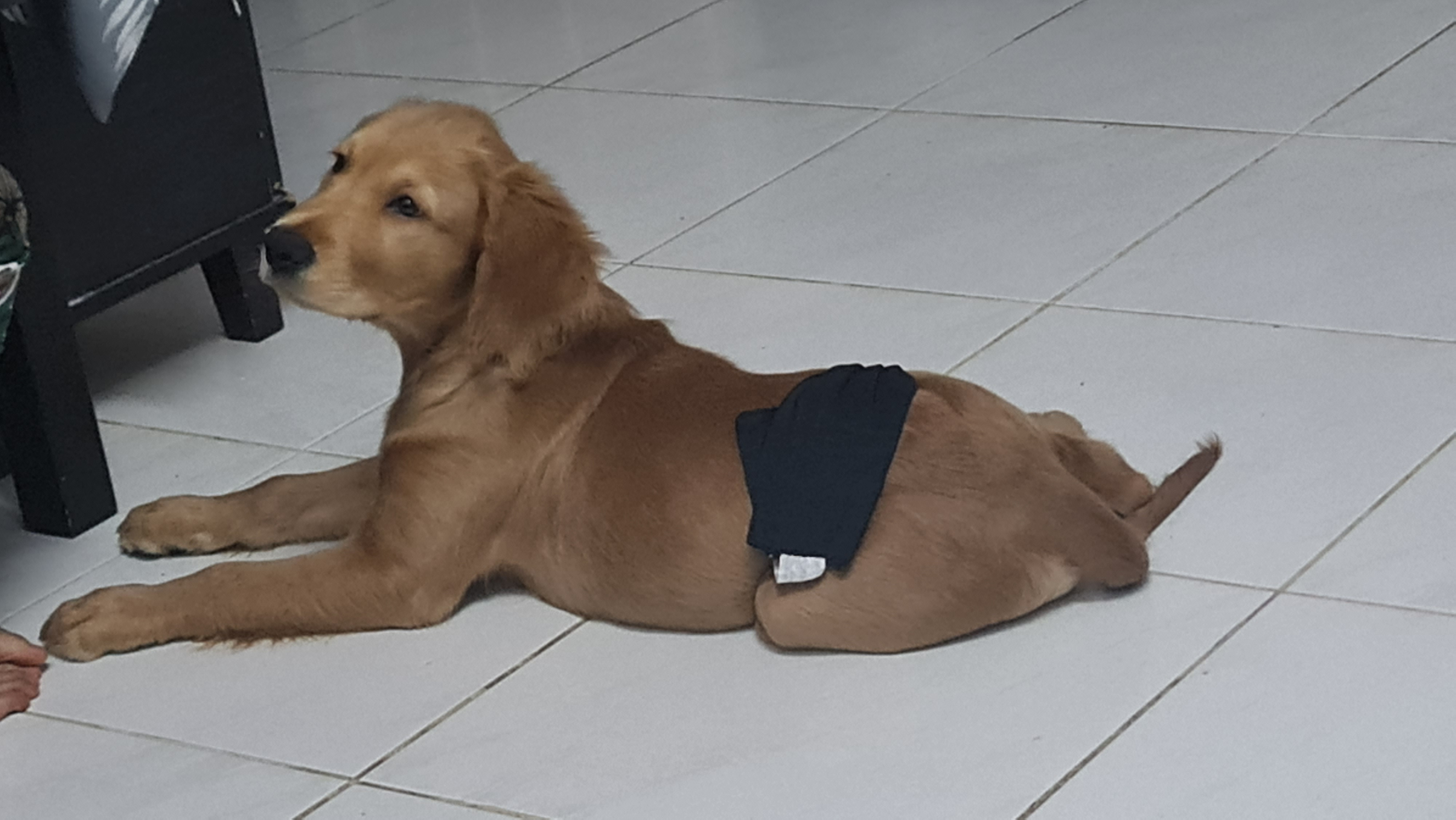 Male Golden retriever 4 months-pic_1