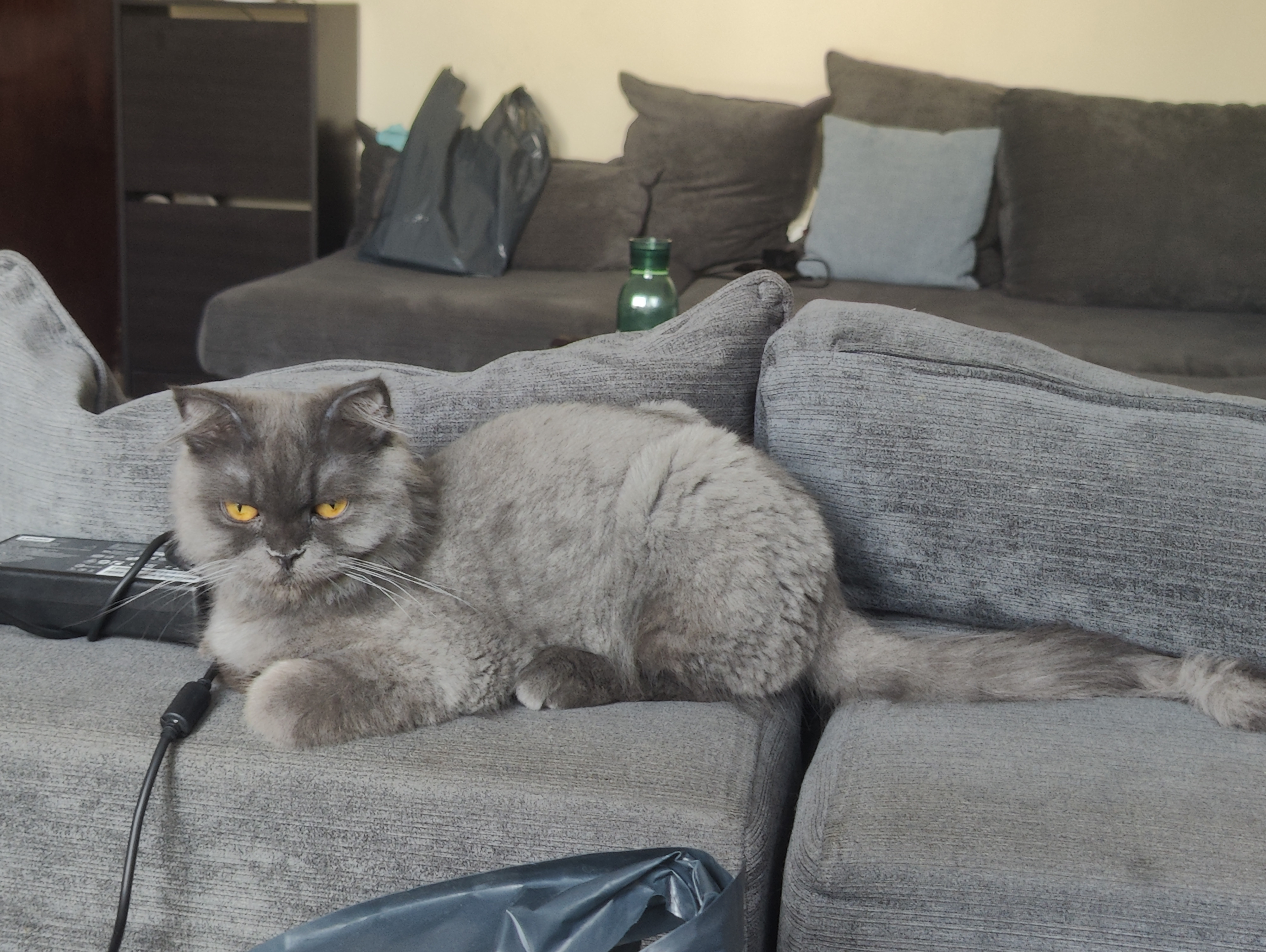 Female - 8 months - vaccinated - Operated - Trained-pic_1